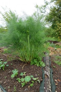 esprit plante fenouil