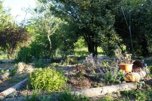 géobiologie jardin et évolution sprituel
