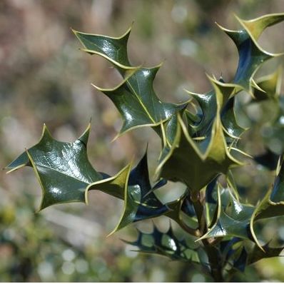 29 Écoute de son coeur et émotions infantile ?